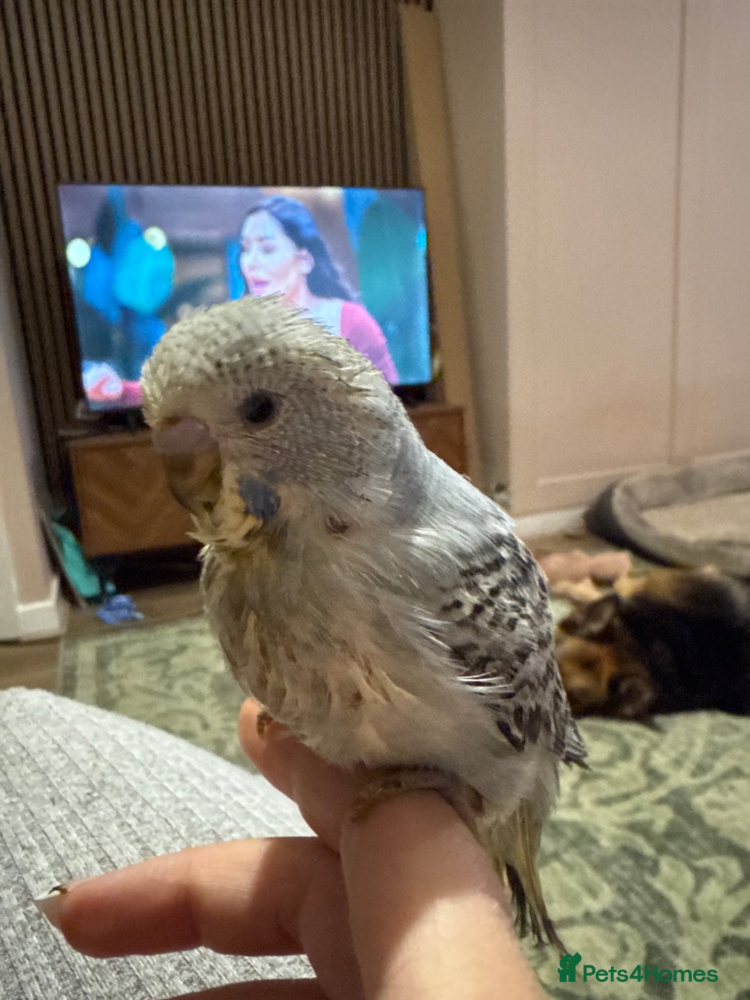 Budgerigars birds for sale: Hand reared Budgies’s  - Image 2