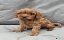 Cavapoo dogs for sale: Beautiful f1b cavapoo puppies  - Image 8