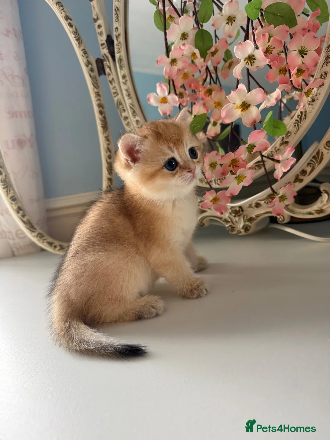 British Shorthair cats for sale: 🌟Rare Chocolate Golden BSH girls Tica registered  - Advert 19