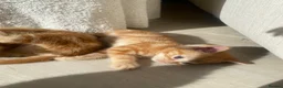 Domestic Shorthair cats for sale: Ginger Male Kitten  - Advert 5