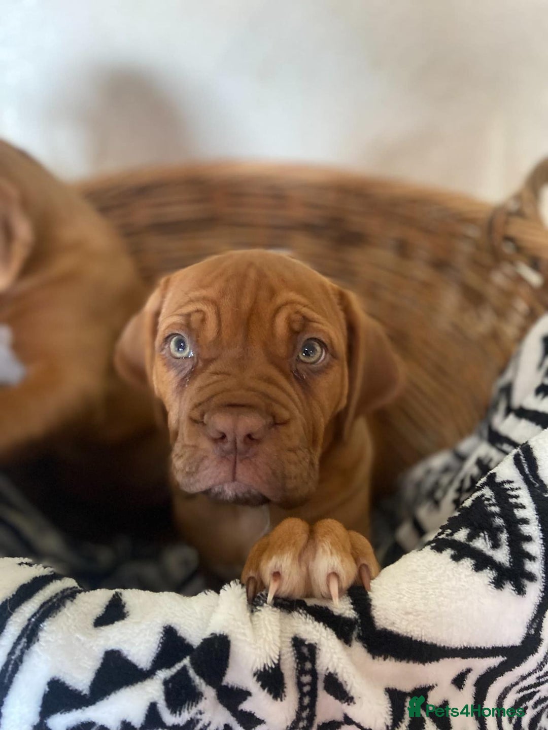 Dogue De Bordeaux dogs for sale: Dogue de Bordeaux 9 weeks old. Two girls, one boy - Image 3