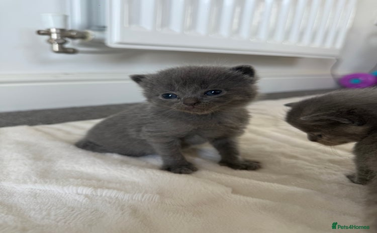 British Shorthair cats - Advert 6