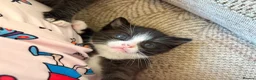Mixed Breed cats for sale: Beautiful black and white fluffy kittens  in Holywell - Advert 8
