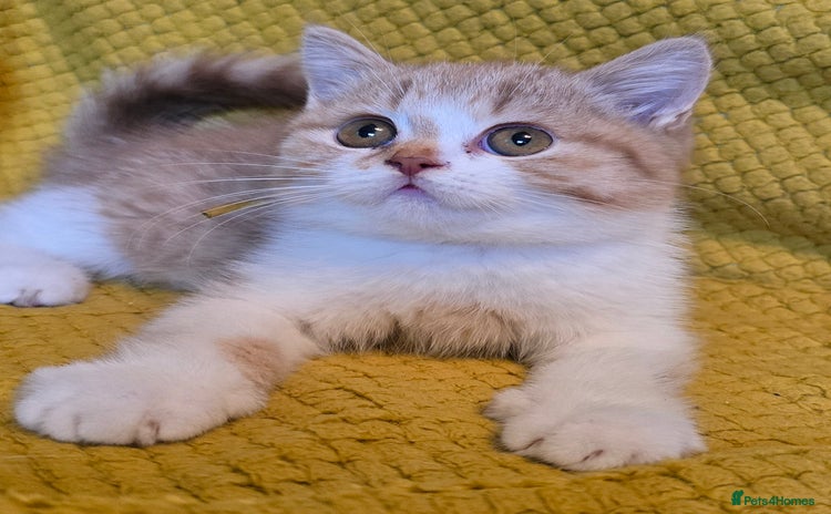 British Shorthair cats - Advert 16