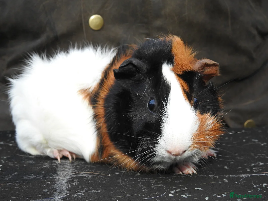Guinea Pig rodents for sale: Pretty Female Guinea Pigs For Sale - Advert 1