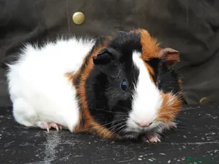 Guinea Pig rodents Pretty Female Guinea Pigs For Sale - Advert 1