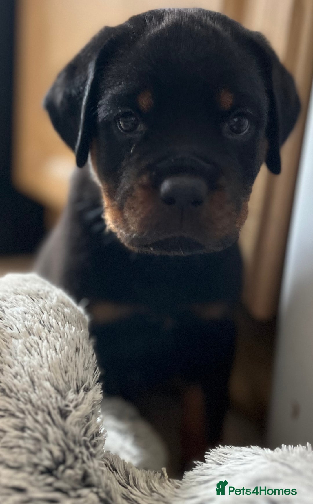Rottweiler dogs for sale: Stunning kc registered Rottweiler pups.  - Image 29