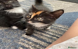 Mixed Breed cats for sale: 5 kittens for sale - Image 12