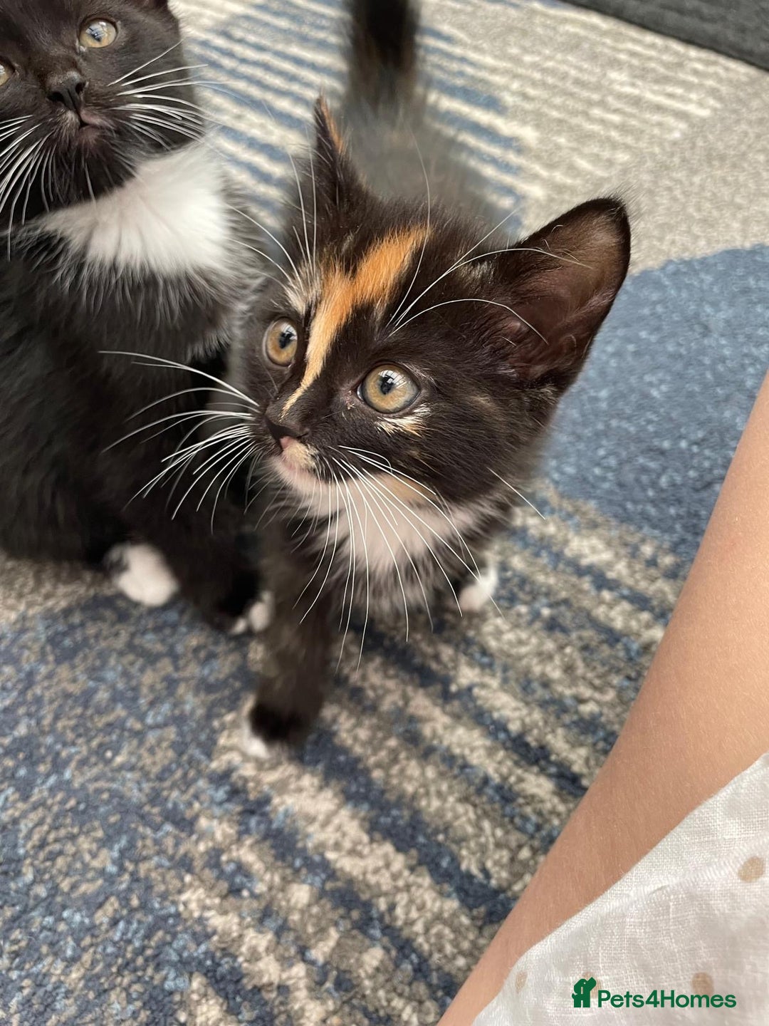 Mixed Breed cats for sale: 5 kittens for sale - Image 12