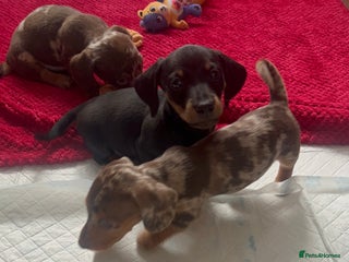 Dachshund dogs Beautiful daschund’s for sale - Advert 16
