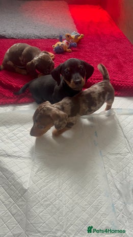 Dachshund dogs Beautiful daschund’s for sale - Advert 16