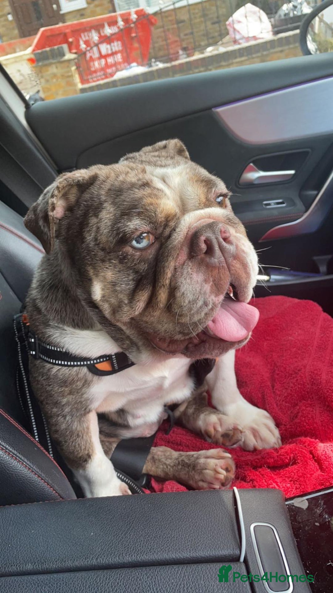 English Bulldog dogs for sale: One gorgeous female left 🐶  in Billericay - Image 35