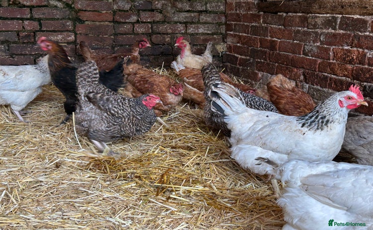 Chickens poultry - Advert 1