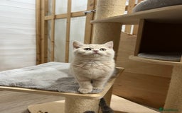 British Shorthair cats for sale: Adorable GCCF registered BSH kittens - Image 10