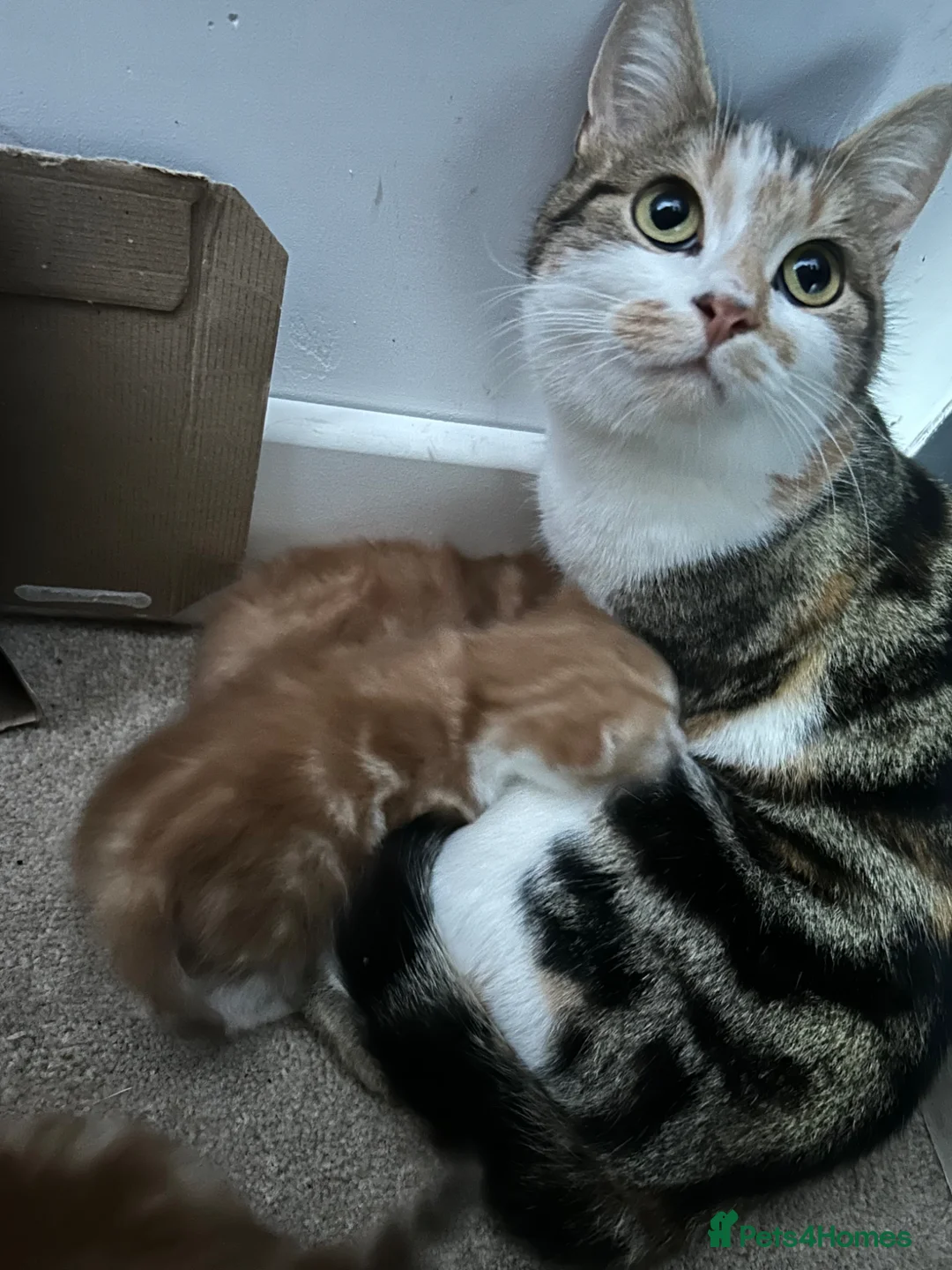Mixed Breed cats for sale: Beautiful kittens - Advert 7
