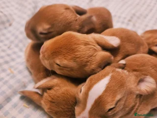 Mini Lop rabbits for sale - Advert 1