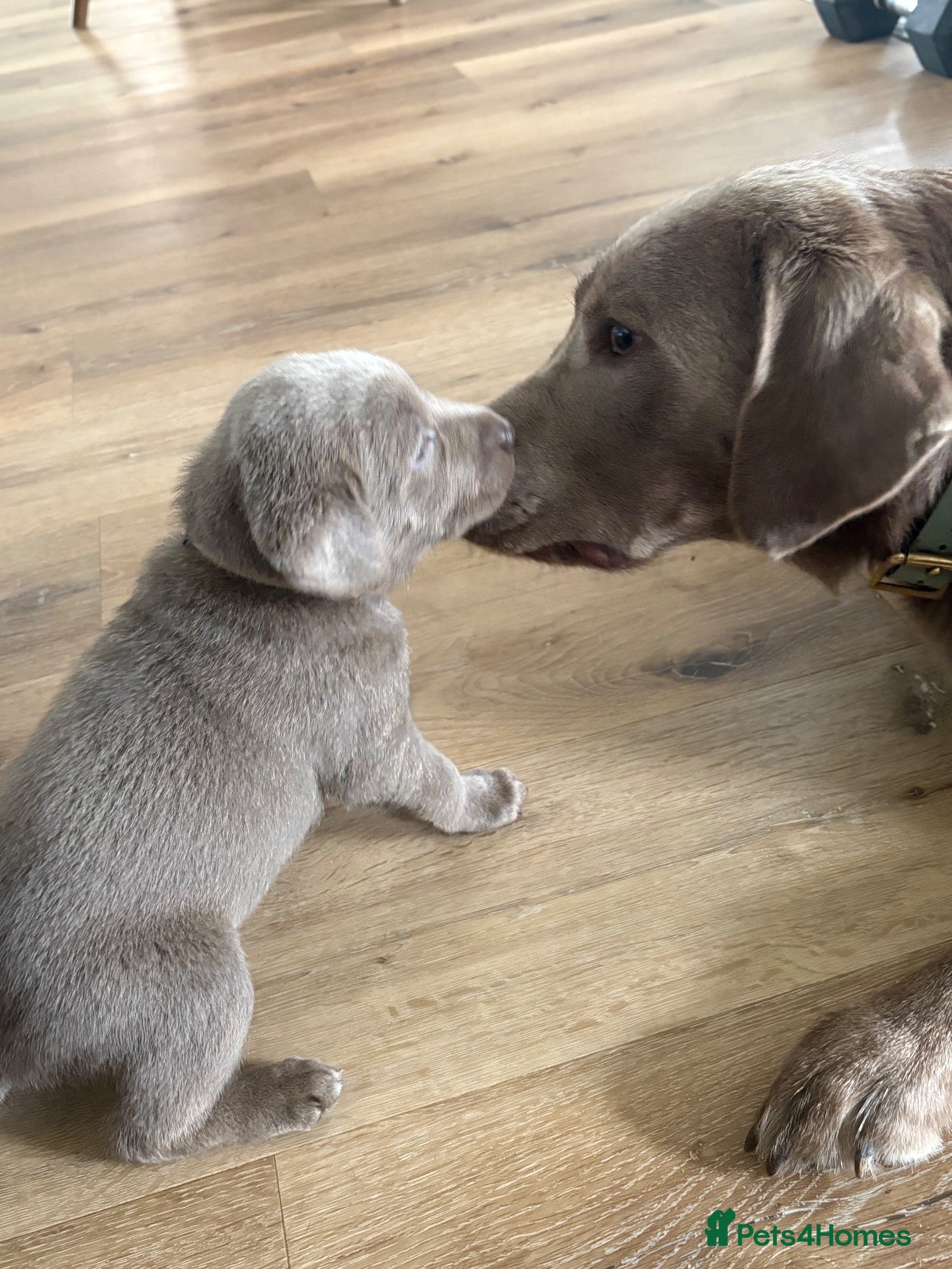 Labrador Retriever dogs KC registered Silver/Champagne/Charcoal Labradors - Advert 1