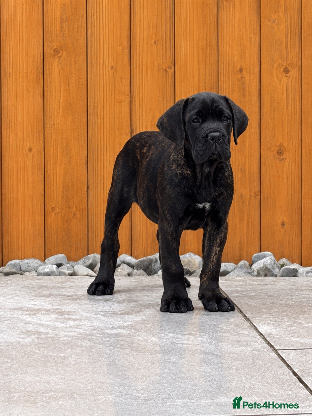 Cane Corso dogs Ready to collect Exceptional Cane Corso puppies   - Advert 1