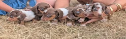Miniature Dachshund dogs for sale: Beautiful Dachshund puppies in Ashbourne - Advert 2