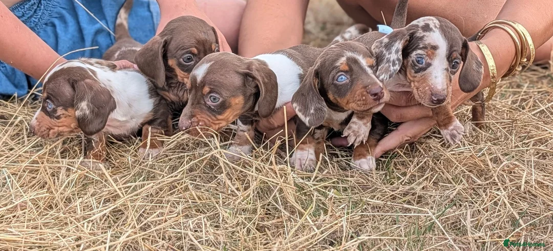 Miniature Dachshund dogs for sale: Beautiful Dachshund puppies in Ashbourne - Advert 2