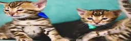 Bengal cats for sale: VIP Rare Clouded Bengal Kittens - Advert 4