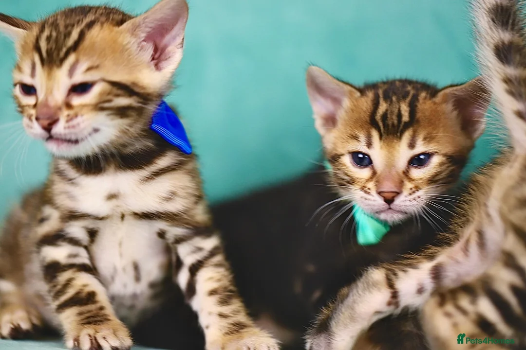 Bengal cats for sale: VIP Rare Clouded Bengal Kittens - Advert 4
