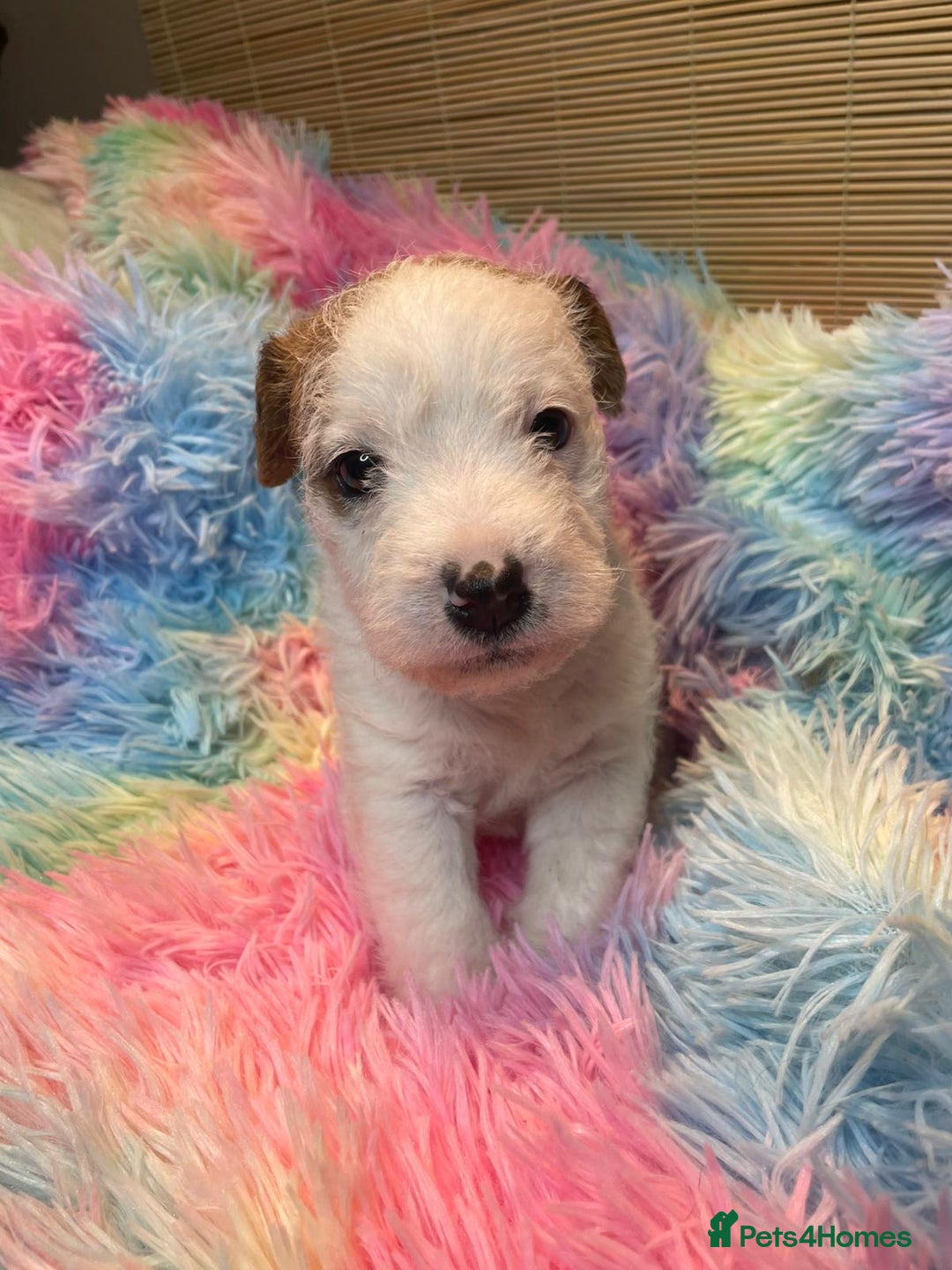 Mixed Breed dogs for sale: Wire Fox X Parsons Jack Russell Puppies for Sale - Advert 14