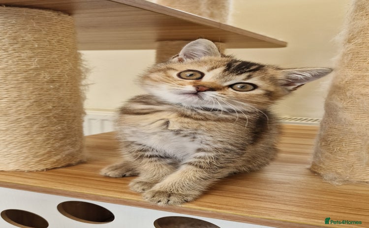 British Shorthair cats - Advert 3