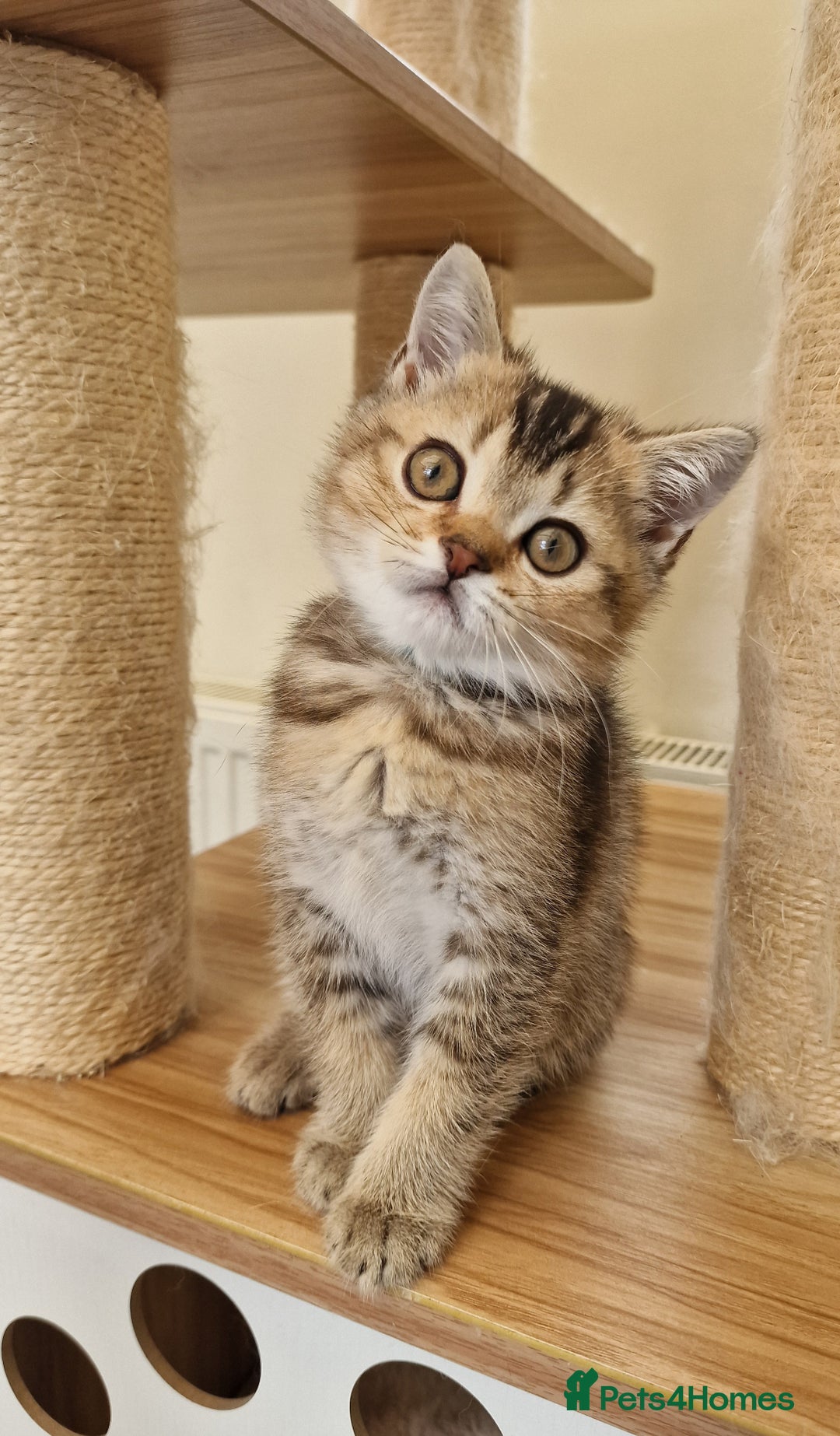 British Shorthair cats for sale:  Super friendly /lap Bsh kittens 2left😍 - Image 3