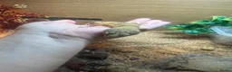 Leopard Gecko reptiles for sale: Female albino leopard gecko in Hemel Hempstead - Advert 3