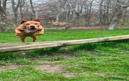 American Bull Staffy dogs for sale: Free jus looking for him better home - Image 2