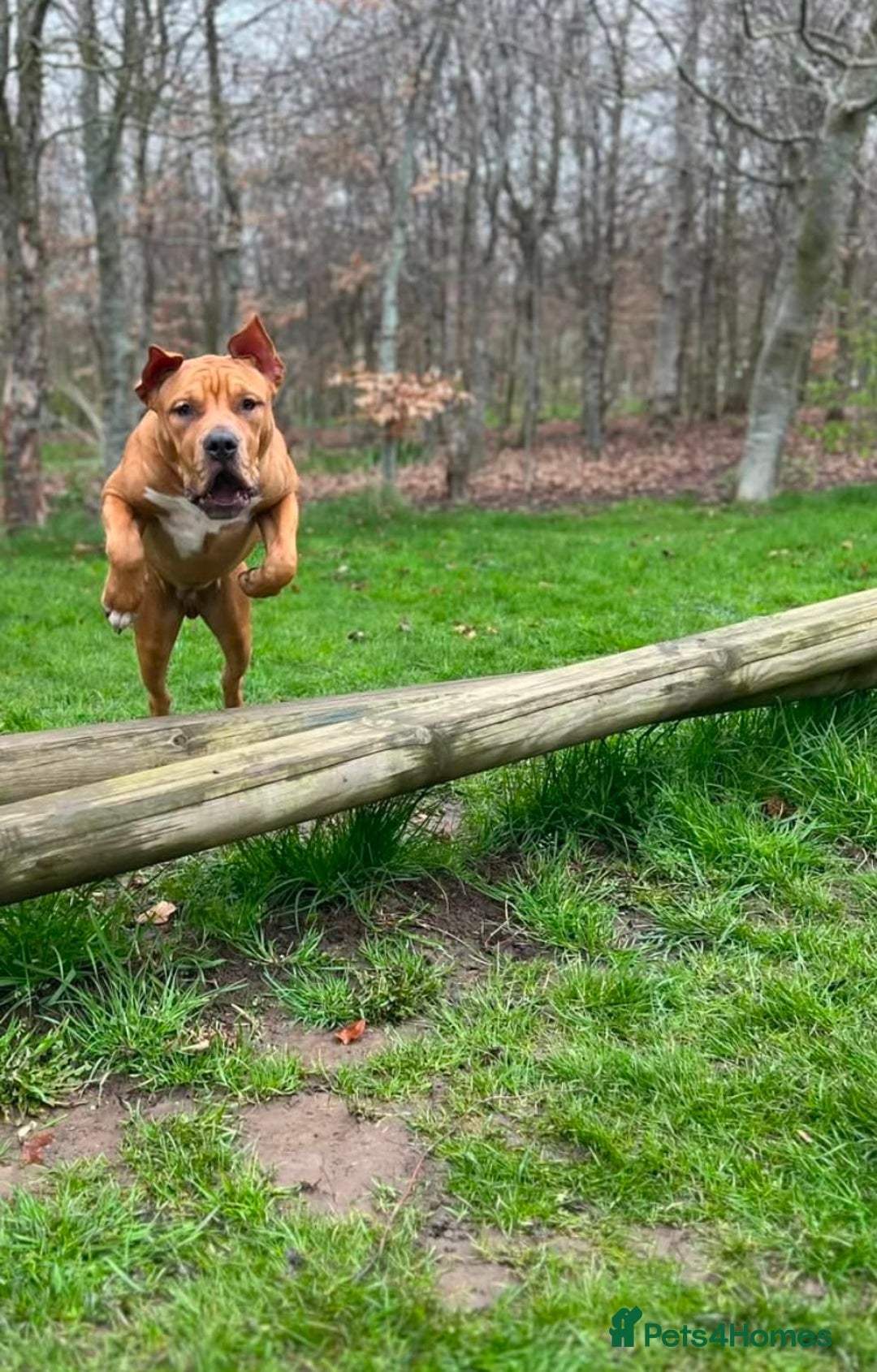 American Bull Staffy dogs for sale: Free jus looking for him better home - Image 2