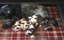 Cocker Spaniel dogs for sale: Adorable show cocker puppies - Image 33