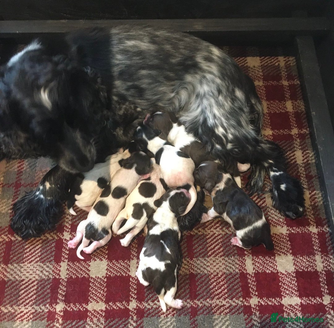 Cocker Spaniel dogs for sale: Adorable show cocker puppies - Image 33