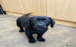Labrador Retriever dogs for sale: Labrador puppies in Biggar - Image 1
