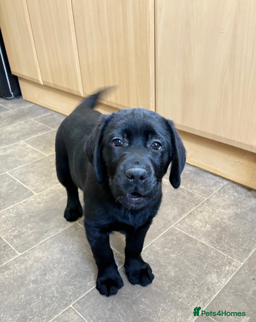 Labrador Retriever dogs for sale: Labrador puppies in Biggar - Image 1