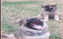 German Shepherd dogs for sale: 6 baby bears - Image 23