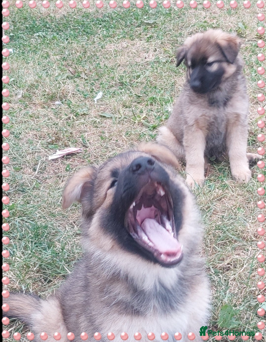 German Shepherd dogs for sale: 6 baby bears - Image 23