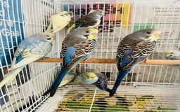 Budgerigars birds for sale: Budgies for sale  - Image 4
