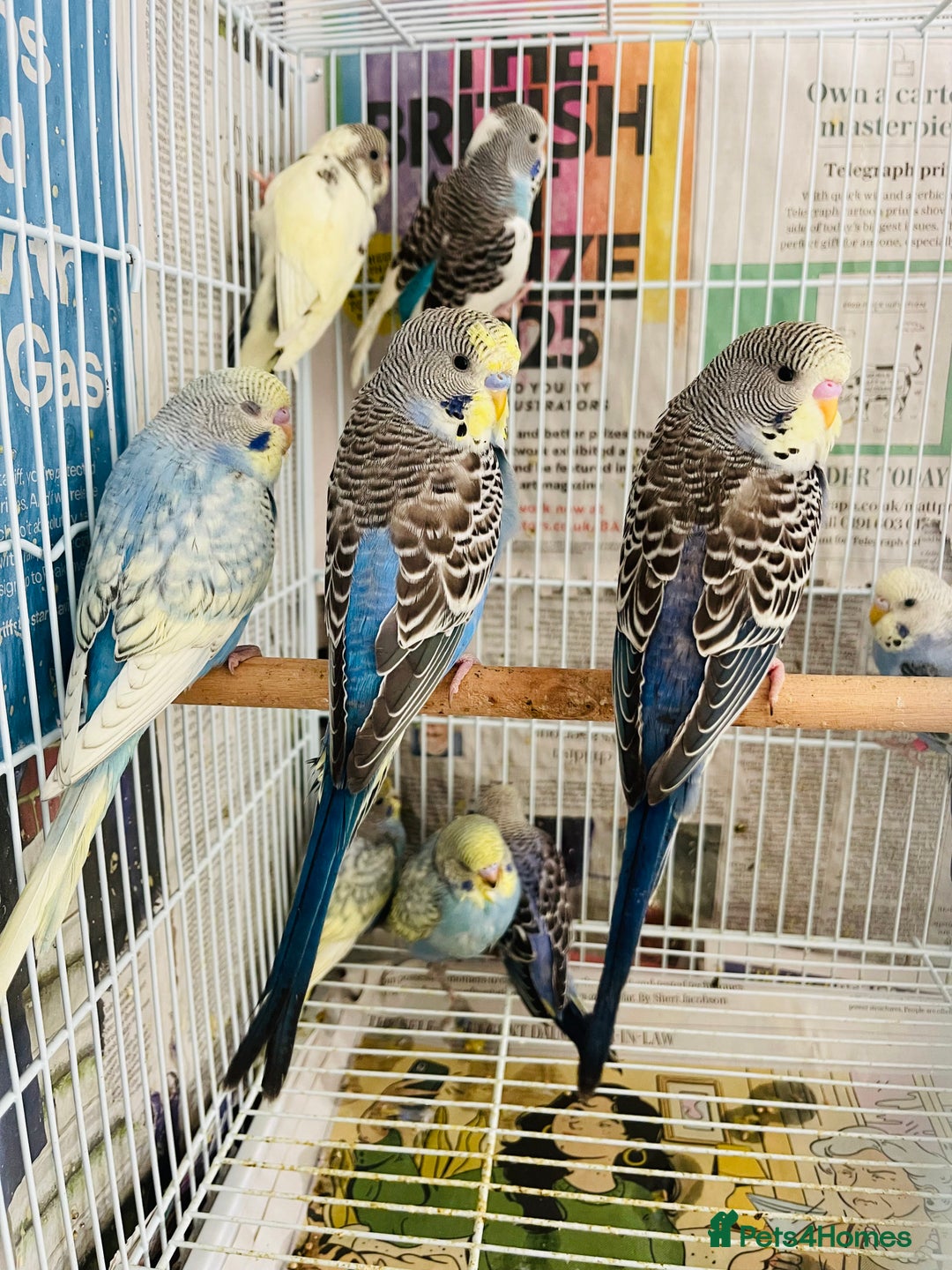 Budgerigars birds for sale: Budgies for sale  - Image 4