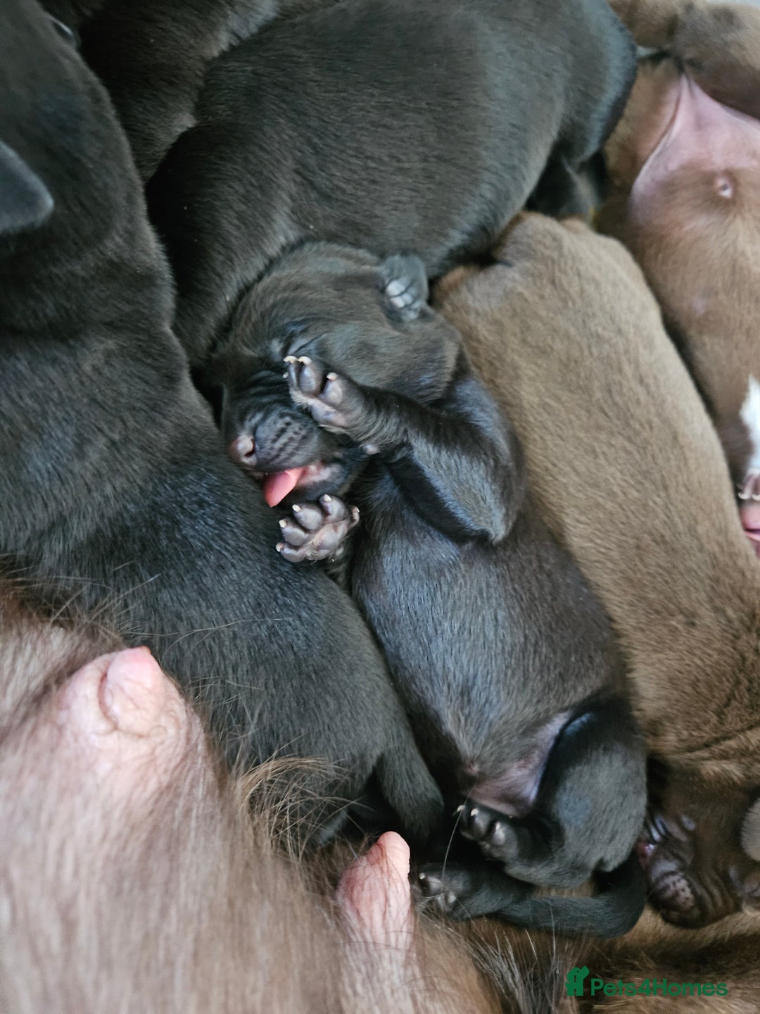 Borador dogs for sale: Labrador borador puppies - Advert 9