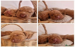 Hungarian Vizsla dogs for sale: WIREHAIRED VIZSLA PUPS - Image 7