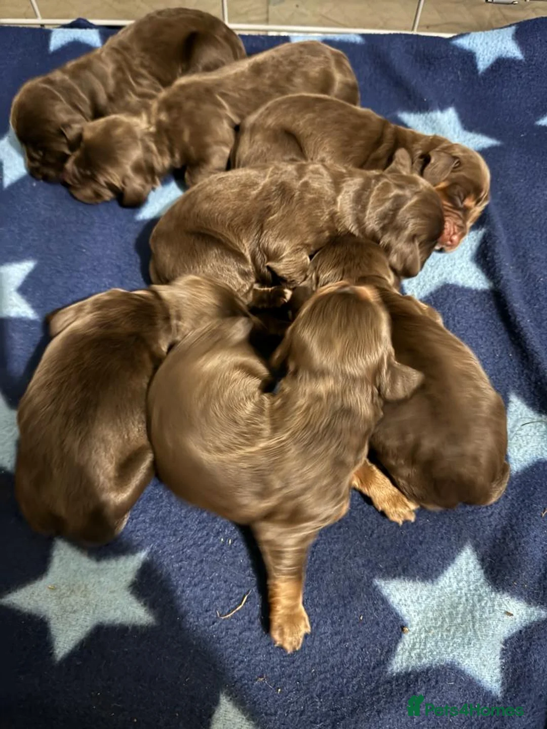 Cocker Spaniel dogs for stud: Outstanding OFTW Red Cocker, FULLY HEALTH TESTED in Bristol - Advert 29