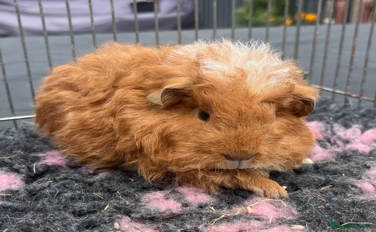 Guinea Pig rodents - Advert 15