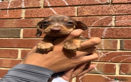 Miniature Dachshund dogs for sale: Miniature dachshunds  - Image 6