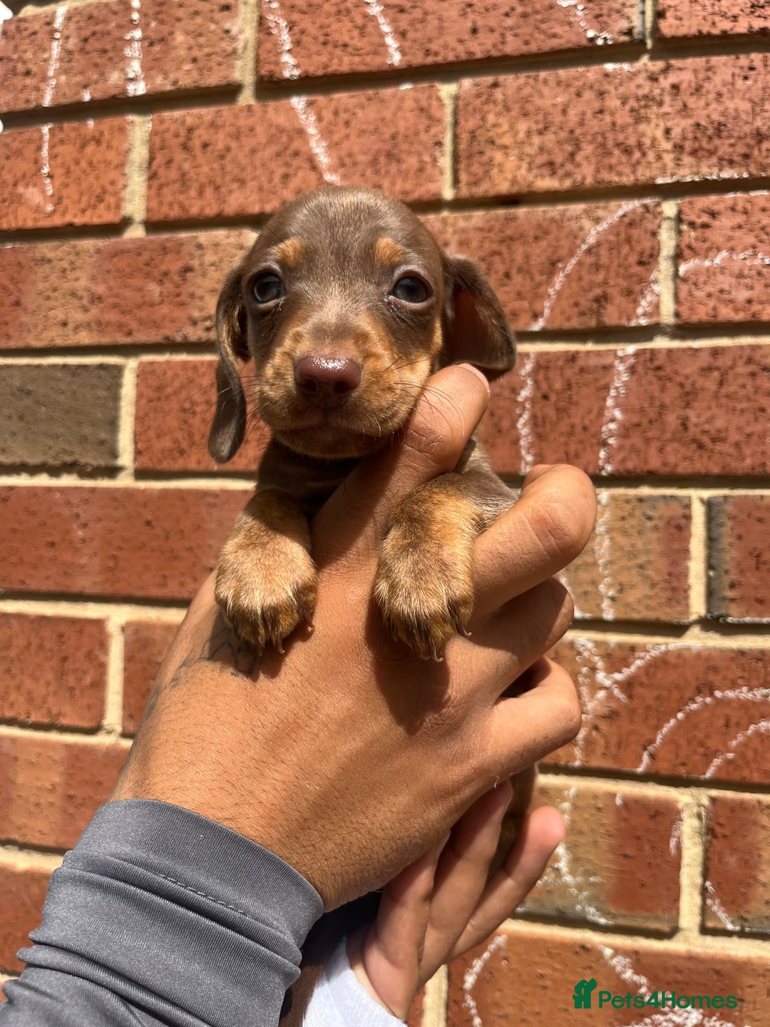 Miniature Dachshund dogs for sale: Miniature dachshunds  - Image 6