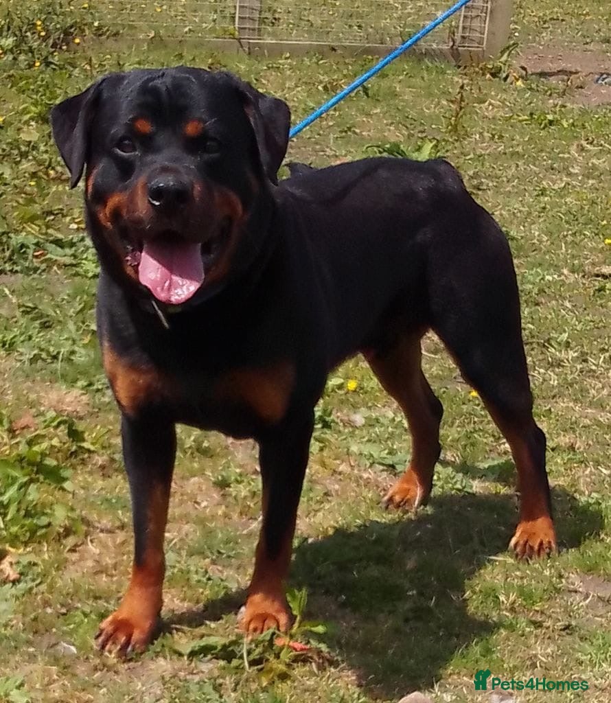 Rottweiler dogs KC REGISTERED ROTTWEILER in Worcester - Advert 23