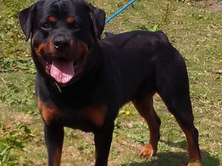 Rottweiler dogs in Worcester - Advert 8