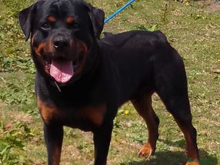 Rottweiler dogs KC REGISTERED ROTTWEILER in Worcester - Advert 12