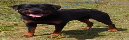 Rottweiler dogs for stud: KC REGISTERED ROTTWEILER in Worcester - Advert 1